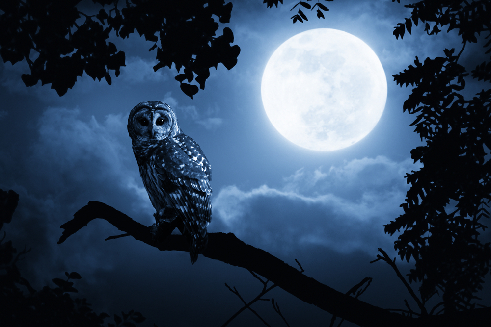 A Quiet Night, A Bright Moon and a Barred Owl